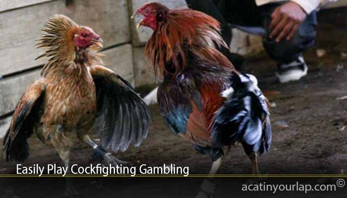 Easily Play Cockfighting Gambling